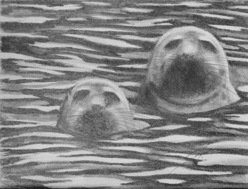 seals©titosantana2012